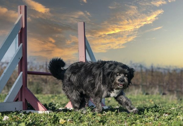 Quels sont les meilleurs outils pour la gestion de projet agile ?